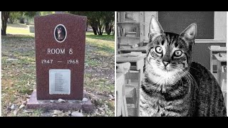 The Cat That Adopted A School - The Heartwarming Story Of Room 8
