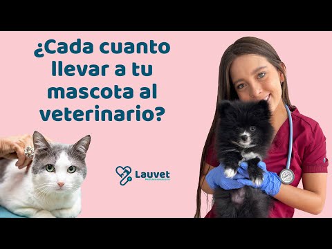 Video: ¿Debo llevar a mi perro al veterinario?