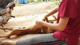 WAIT! THE CUTE GIRL&#39;S TICKLING THE DOGGY