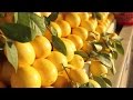 Лимоны: правда ли избавляют от простуды?