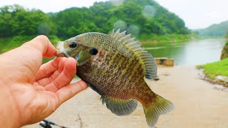 ブルーギルが食べない物なんて無い説