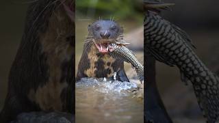 Giant Otter | Amazon's Apex Predator