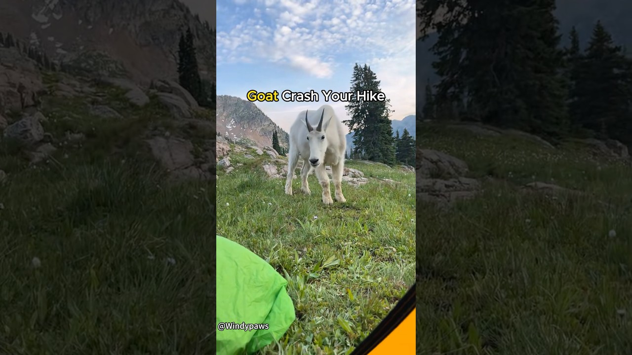 When The Locals Interrupt Your Hike 🐐#hike #mountains #goat # #bharal #sheep #wildlife #funny