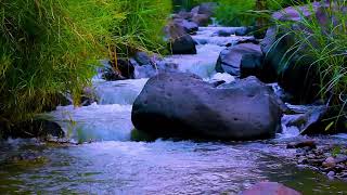 Discover a Hidden River | Crystal Clear Mountain Water Flow Through a Peaceful Green Forest