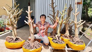 PHÔI MAI TỨ QUÝ, MAI VÀNG  (O96 4877OO8 MINH) ngày O5/6/2O24-  @bonsai Can Tho