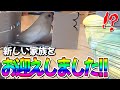 【狂喜乱舞】２羽目のセキセイインコをお迎えしました！！その時ひーちゃんは…！？