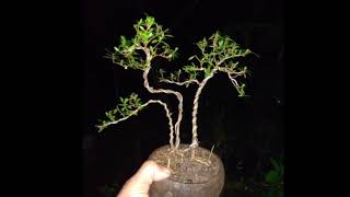 10 BONSAI MAME SERBIN/SERIBU BINTANG/SERISA