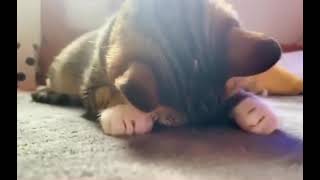 Sahibine Küsen Kedi