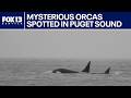 Researchers investigate rare sighting of unidentified killer whales in Puget Sound