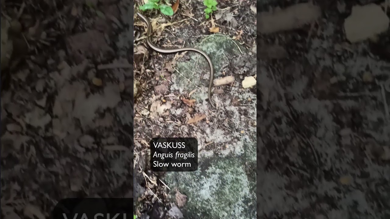 Vaskuss (Anguis fragilis; Slow worm) - Eesti elurikkus