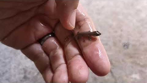 Saving a Poor Small Lizard Trapped on a Mouse & Rat Glue Trap