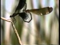 Two Worlds of Dragonflies - Damselfly mating behavior and sperm removal.  Part 1.
