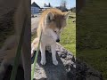 Dog on a stone #dog #stone #spring