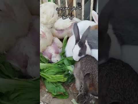 مين حضر بوفيه الفرح ههههه اضحك معانا وفرفش ودوس اشتراك بسرعه