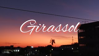 girassol 🌻