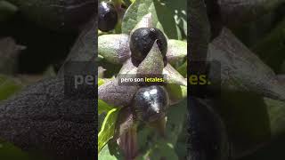 La Planta Más Peligrosa de la Historia de la Belleza (Atropa belladonna) #bótanica #veneno #ciencia