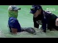 Baby dolphin stuck in crab trap off Clearwater Beach rescued, taken to SeaWorld