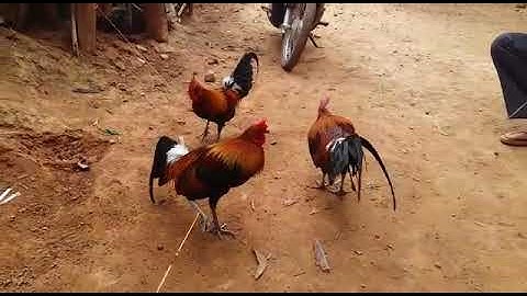 qaib qus tom#1- ไก่ป่าน้ำ#1โทร&วอดแอบ02052153089