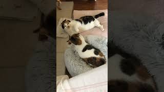 #funny #shorts This Didn’t End Well // Mother v Daughter #catfight