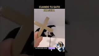 El Gato Exorcista