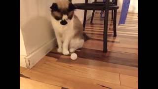 Cat playing with a ping pong ball