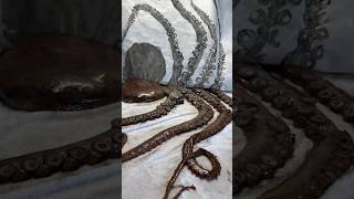Fish Printing Art 🐟 | 200-Year-Old Japanese Technique!