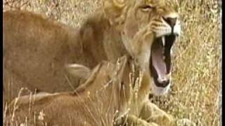 MUST WATCH: A Lioness Adopts a baby antelope. A short documentary that will open your eyes. by tigerprides 8,772,102 views 14 years ago 7 minutes, 44 seconds