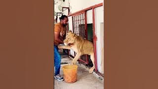 Feeding Time Lioness attack on camerman  | Asif Shero wala