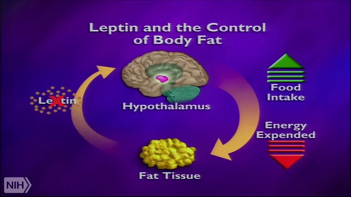 Leptin and the neural circuit regulation food inta...