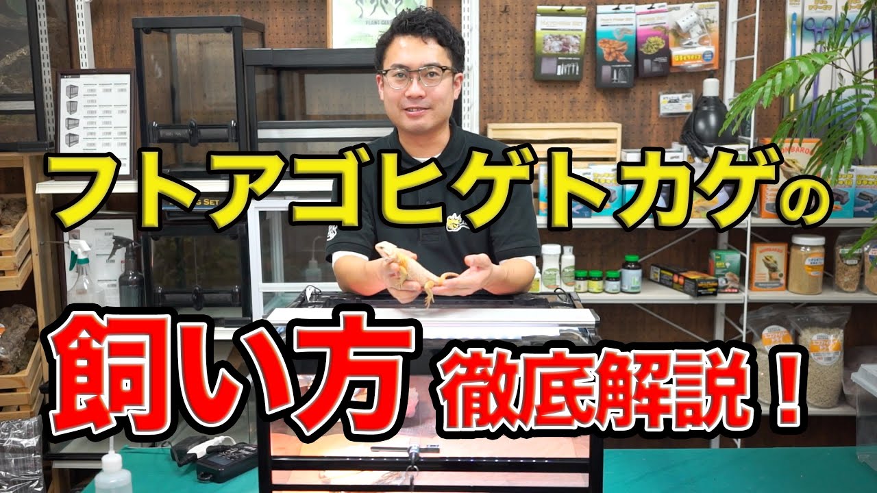 【フトアゴヒゲトカゲの飼い方をご紹介！】導入時のメンテナンス方法を一挙公開！