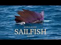 Australias best sailfish location  montebello islands