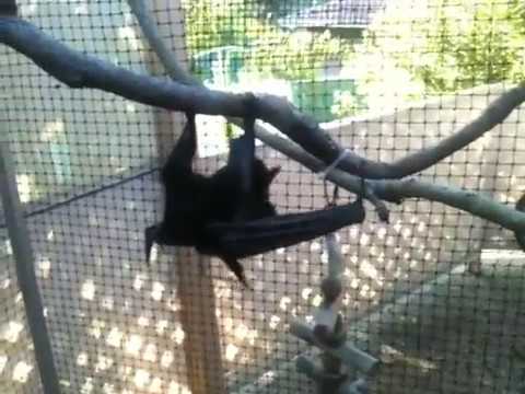 Rescue | Barbed wire | Megabat Fying-fox Fruit bat update