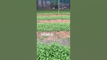 Hoa Cúc Giống Khánh Hòa A NHÀN Đại Đóa Pha Lê Giống Rễ Và Giống Mầm Trồng Chậu Xuất Bắc Nam