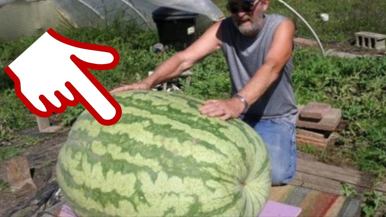 Фак машина ебет мужика
