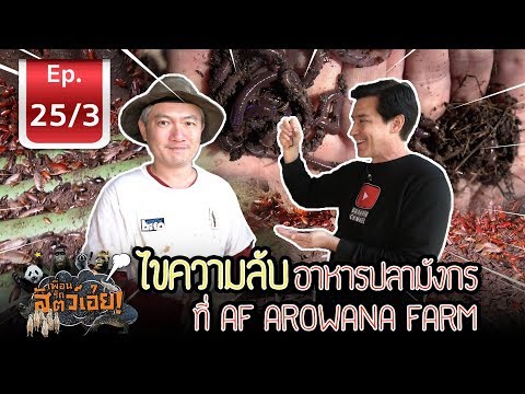 สุดยอด!!! อาหารปลามังกร (Arowana fish food) - เพื่อนรักสัตว์เอ้ย l EP.25/3