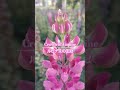 ルピナスの王冠【Best of Lupine】