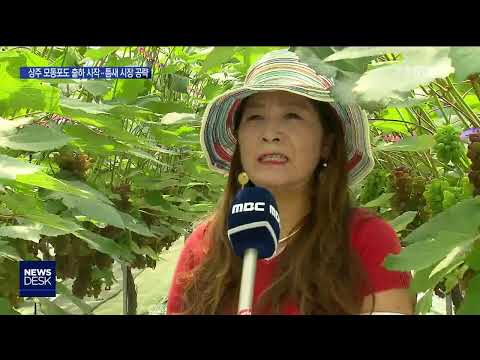 상주 모동포도 출하 시작...틈새 시장 공략 / 안동MBC