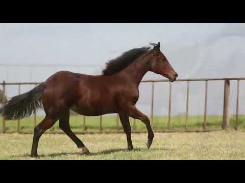 LOTE 05   NN MALIBU GERRIE