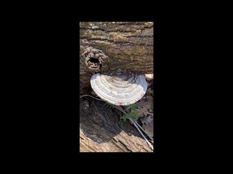 Shelf Fungus (Bracket Fungus)