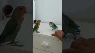 lovebird training process 🦜#parrot #training #best #short