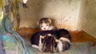 Newborn little kittens are waiting for the mother cat