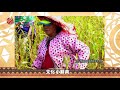 小米除草.疏株大不同 農民從生長順序知年日 2018-01-03 Paiwan TITV 原視族語新聞