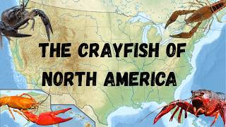 The Crayfish of North America A species guide to the 10 most common crayfish