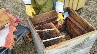 Пчеловодство.Белковые подкорми ранней весной.Как пчёлы выбрают  подсыпанную пыльцу из рамки! ч.1