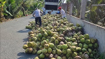 dừa dứa Thái Lan giống dừa nên trồng trái to thơm ngọt