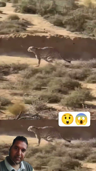 🔥😱 #cheetah 🐆 finally got 😳 that 😱 🔥🔥 #wildlife #animals