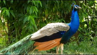 मोर ध्वनि 🦚 Peacock sound voice call 🦚 મોર અવાજ | மயில் குரல்