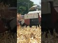 panen jagung di tulungagung jatim #shortsyoutube