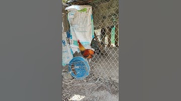 tơ mã vàng🐓#thứcgàrừng86 #gàrừngtaitrắng #gàrừngrặc