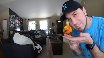 How To Teach a Sun Conure To Step Up WITHOUT BITING